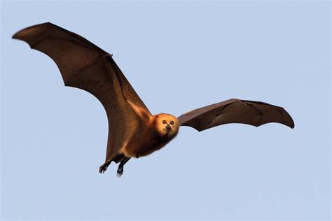 Protecting Island Flying Foxes In The Face Of Eurekalert