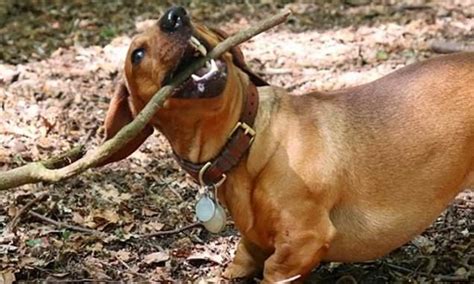 Tiny But Determined Bosco The Dachshund Loves To Carry Huge Branches In