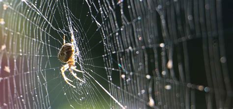 The Steel Strength Of Featherweight Spider Silk Inchemistry