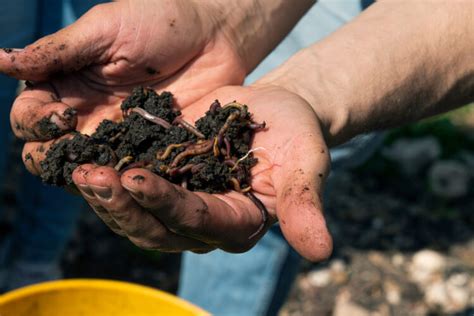 A Step By Step Guide To Vermicomposting Mother Earth News