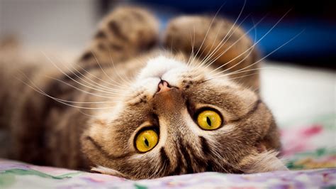 Get Wallpaper Hd Desktop Cute Cat Pictures