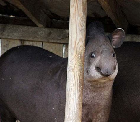 34 Pictures Of Totally Awkward Animals Will Make You Lol Awkward
