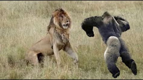 Most Amazing Wild Animal Attacks Lion Attack Animal Fights Caught On