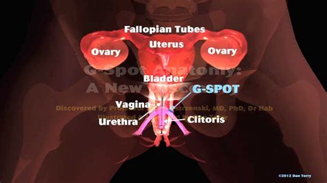 Female Reproductive Model Internal Genitalia G Spot Location Mov Youtube