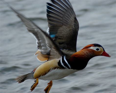 Mandarin Duck In Flight Ii Taken At The Penponds Richmond Flickr