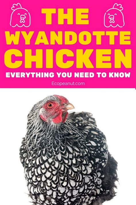Wyandotte Chickens Are They Right For Your Flock Wyandotte Chicken