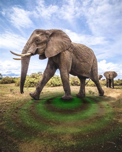 Vibrations From Elephant Calls And Movements Reflect Distinct Behaviors