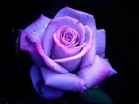Purple Rose Desktop Wallpaper 1024x768 Beautiful Flowers Photos