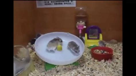 Two Crazy Hamsters Share A Wheel Youtube