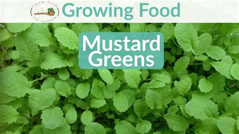 Mustard Greens How To Grow And When To Plant In Your Backyard Or Patio