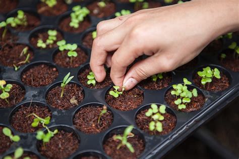 Selain lewat aplikasi myindihome, pelanggan juga bisa menggunakan website resmi indihome di alamat www.indihome.co.id sebagai cara cek tagihan. Mengenal Urban Farming, Cara Berkebun di Tengah Keterbatasan Lahan | Rumah123.com