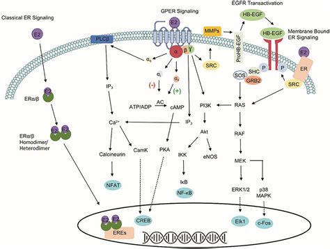 Estrogen Receptor Signaling Pathway