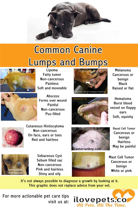 Whats Growing On My Dog Common Canine Lumps And Bumps Tumors On