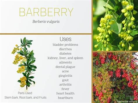 Barberry Berberis Vulgaris Benefits And Uses Healing Herbs Herbs