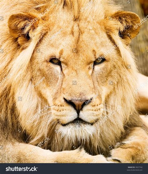 A Majestic Male Lion Resting And Staring Directly At The Viewer Stock