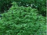 Growing Marijuana For Profit