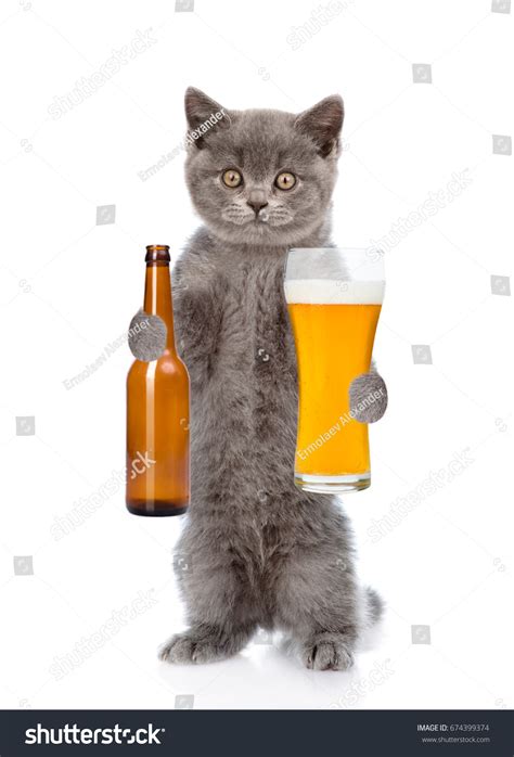 4 Hundred Cat Holding Beer Royalty Free Images Stock Photos