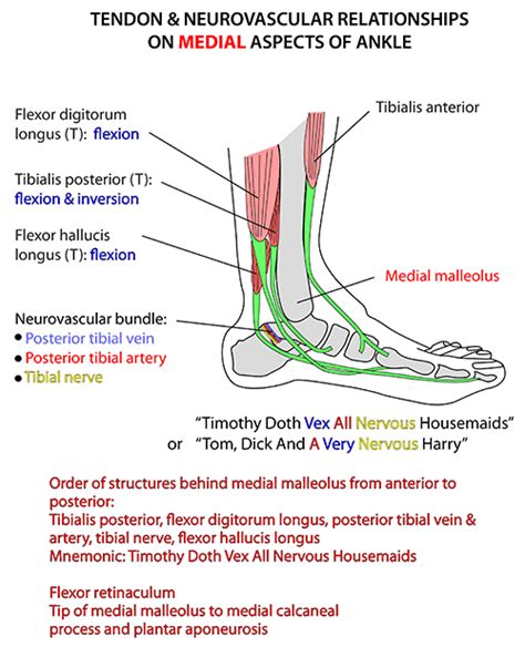 Instant Anatomy Lower Limb Areasorgans Lower Leg Tendons At