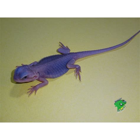 Hypo Trans Zero Bearded Dragon 7 To 8in Strictly Reptiles