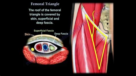Femoral Triangle Everything You Need To Know Dr Nabil Ebraheim