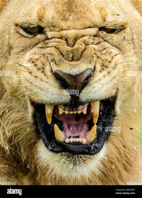 Lion Panthera Leo Roaring Serengeti National Park Tanzania Africa