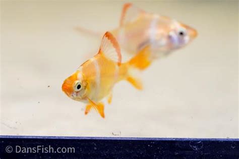 Albino Tiger Barb Puntigrus Tetrazona Dans Fish