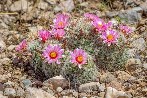 10 Coolest Cacti On Earth