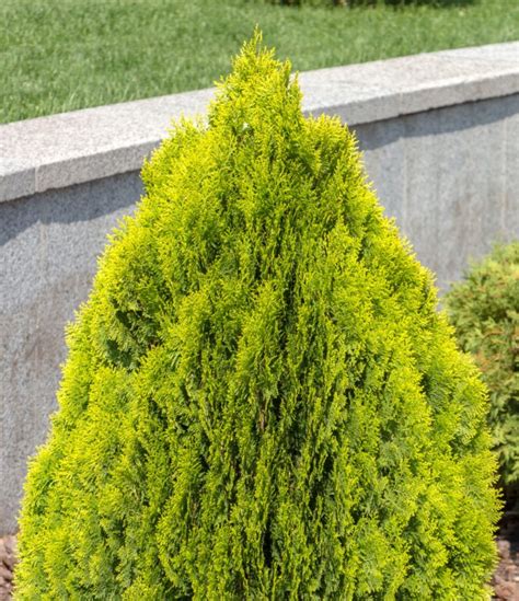 Low Growing Evergreen Shrubs For Borders