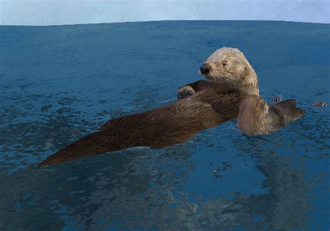Sea Otter Endless Ocean Wiki Fandom