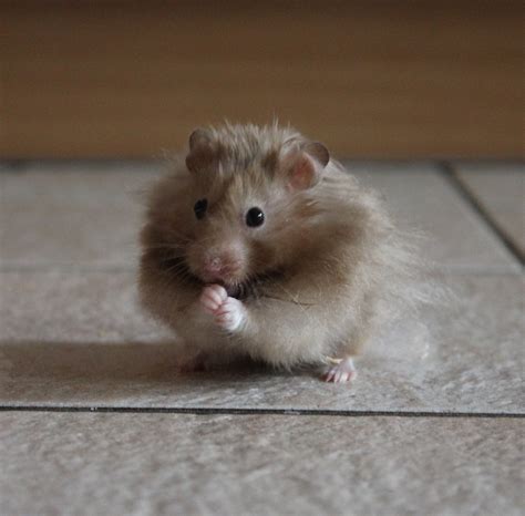 Hamster Rodent Animal Close Free Photo On Pixabay Pixabay