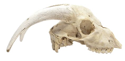 Animal Skulls Skeleton Bone Skull Png Download 971477 Free