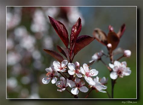 Prunus Cistena Foto And Bild Art Nature Natur Bilder Auf Fotocommunity