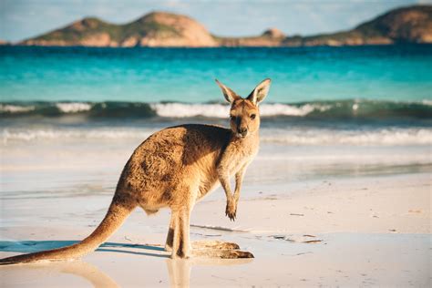 Australian Wildlife Article For A Seniors Small Group Tour Odyssey