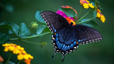 Blue Butterfly Image Abyss