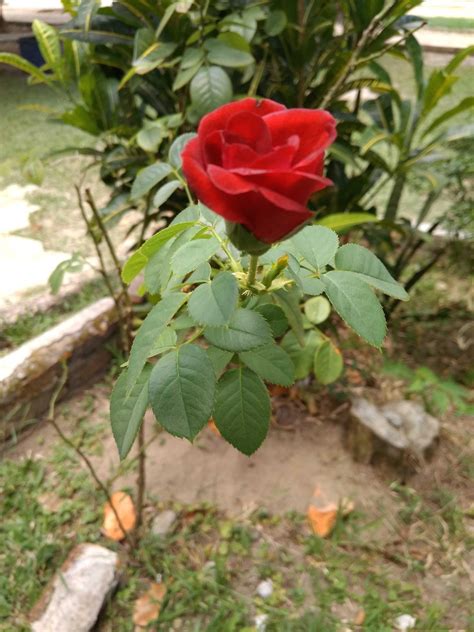 Terbaru 26 Gambar Bunga Mawar Merah Setangkai Gambar Bunga Hd