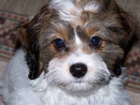 List of cocker spaniel mixed breed dogs. Cockapoo, Cocker Spaniel Poodle Mix - SpockTheDog.com