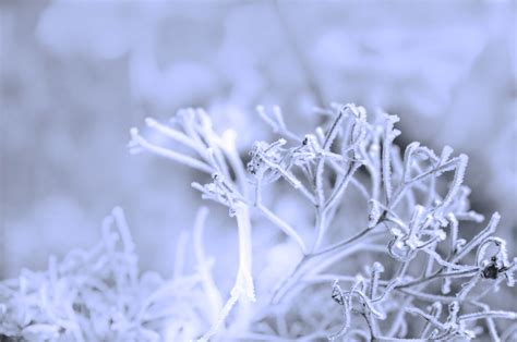 Morning Frosts Free Stock Photo Public Domain Pictures