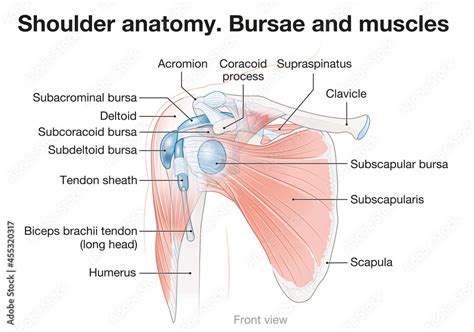 Shoulder Anatomy Bursae And Muscles Vector Illustration Stock
