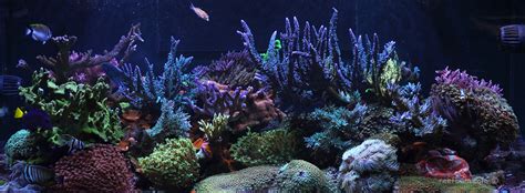 What To Dose For Sps Supplements Additives And Coral Food Reefbum