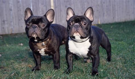 A fully grown french bulldog should weigh between 18 and 30lbs, depending on a number of variables. French Bulldog Dog Breed Information