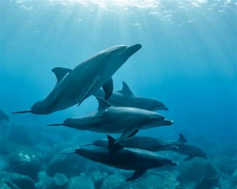 Can Dolphins Breathe Underwater Animalsman