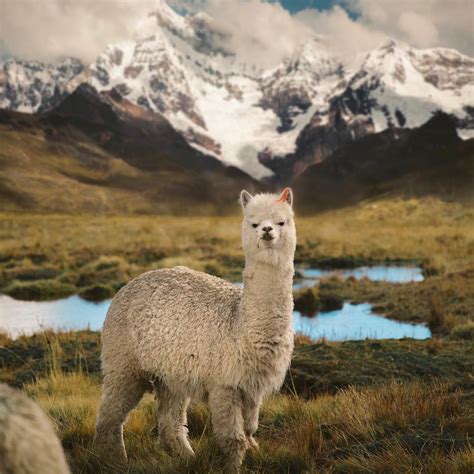 A Photogenic Llama At The Andes Mountains In Cusco Peru Photo By