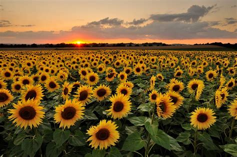 Fondo De Pantalla Girasol Pc Tumblr Sunflower Sunset By Andreas Jones