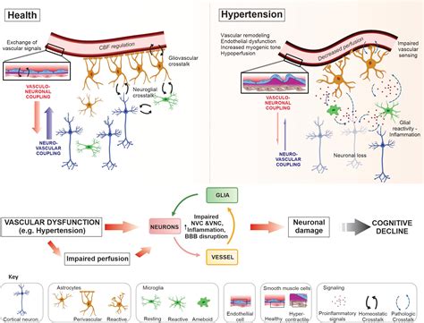 Frontiers Vasculo Neuronal Coupling And Neurovascular Coupling At The
