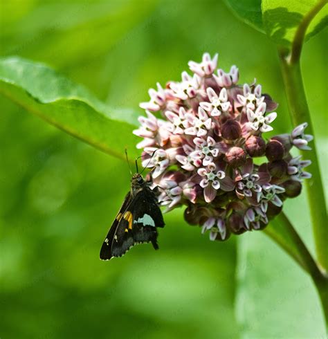 It has been used for 2,000. The 3 Foragers: Foraging for Wild, Natural, Organic Food ...