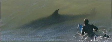 Un Surfeur En Australie Attaqu Par Un Requin Et Gravement Bless