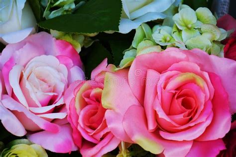 Pink Roses And Green Leaves Flowers Close Up Stock Image Image Of