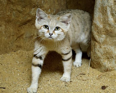 Because cats are not ideal hosts for the heartworm, infection is uncommon. Sand Cat Debuts at Smithsonian's National Zoo | Photo ...