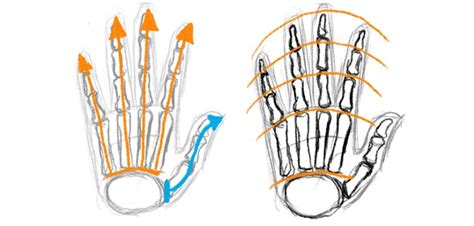 Tips On Drawing Hands Anatomy Tutorials Sketch A Day