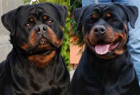 Besides good quality brands, you'll also find plenty of discounts when you shop for rottweiler sale during big sales. Giant German Rottweiler Puppies for sale : King Rottweilers